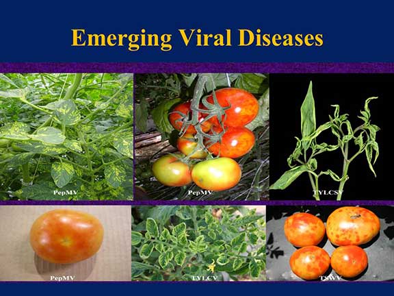 emerging viral diseases