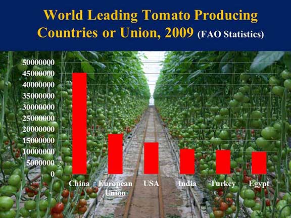 Tomato production graph